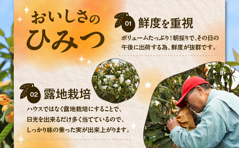 旬の朝採り！ 鹿児島 桜島産びわ 2箱（訳あり品）　K343-002_02