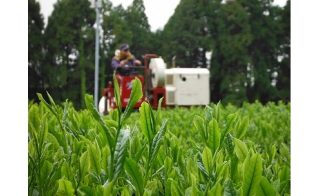 まつもと茶セット　K082-001