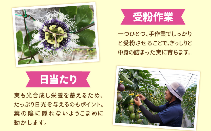 【2026年先行予約分】訳あり！完熟！南の島奄美のパッションフルーツ家庭用 1kg （傷物、色むらあり、サイズ混合）　A151-002-02