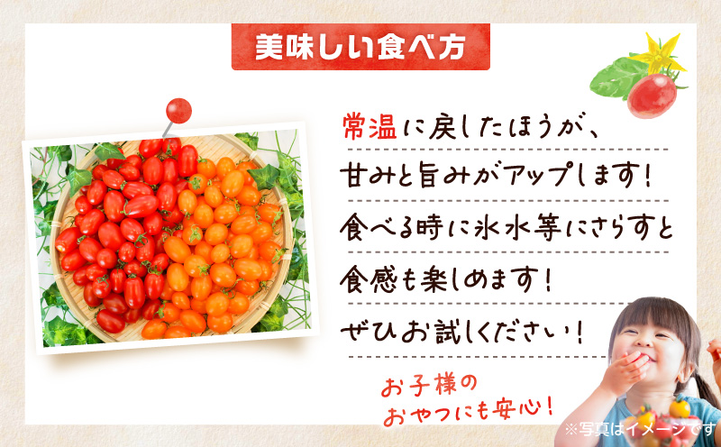 【2026年先行予約】亜熱帯トマト「野生の証明」約800g（約400g×2P）　A021-002-01