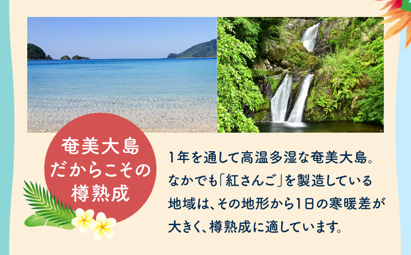 RED CORAL（紅さんごソーダ）350ml×12本　A082-015-02