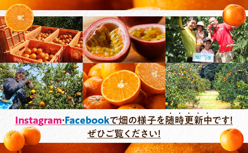 【10月1日価格改定（値上げ）予定】【2025年先行予約】農家直送 奄美たんかん 良品4kg　A067-001