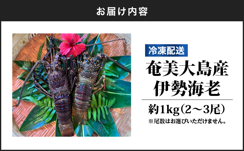 奄美大島産 伊勢海老 約1kg（2〜3尾）　A150-001
