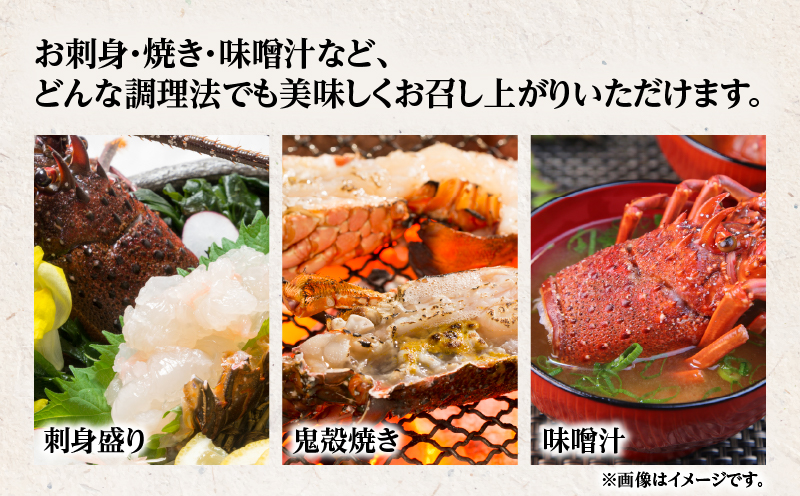 奄美大島産 伊勢海老 約1kg（2〜3尾）　A150-001