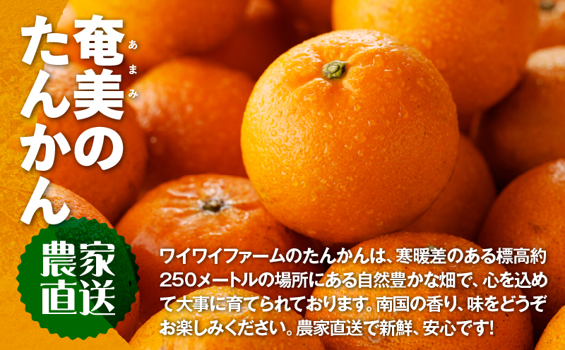 【10月1日価格改定（値上げ）予定】【2025年先行予約】農家直送 奄美たんかん 良品4kg　A067-001