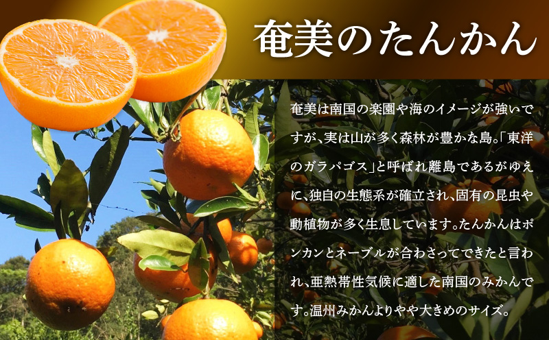 【2025年先行予約】奄美のたんかん贈答用10kg（皮むき器・情報誌付）　A052-023-02