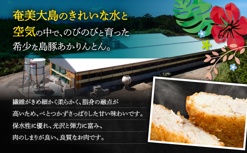 奄美島豚あかりんとんコロッケ【業務用】塩コショウ味　A008-005
