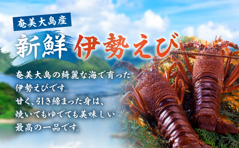 【10月1日価格改定（値上げ）予定】伊勢えび約1kg以上（2尾～3尾）　A050-002