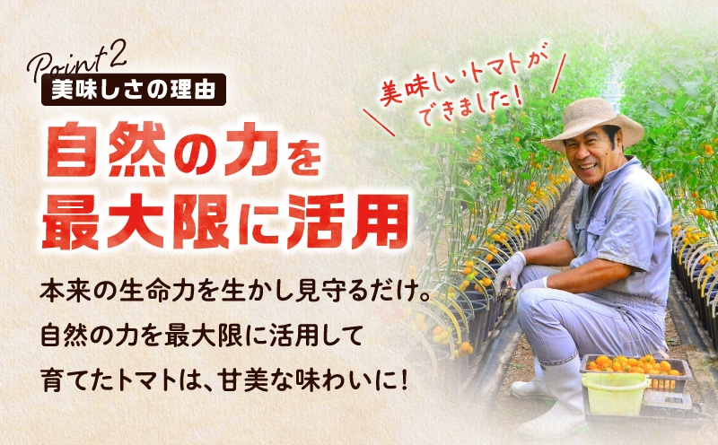 【2026年先行予約】亜熱帯トマト「野生の証明」約1.2kg（約400g×3P）　A021-002