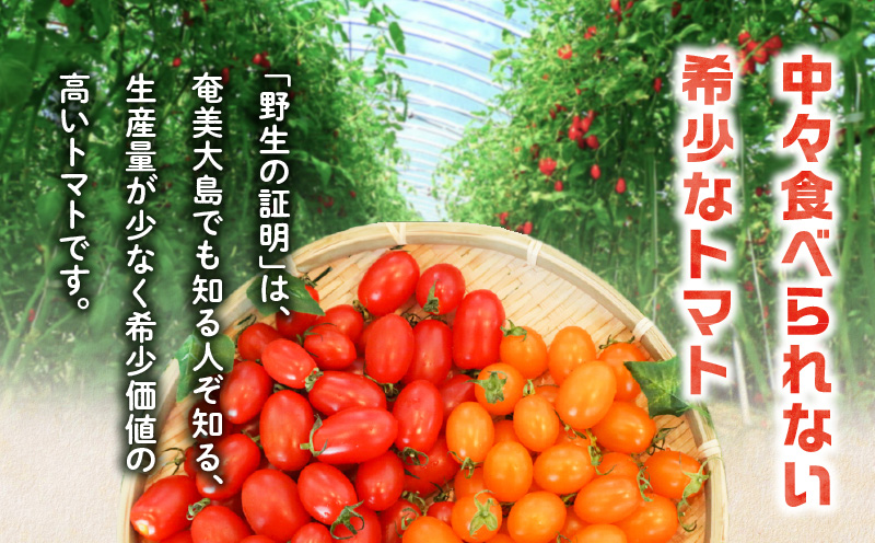 【2026年先行予約】亜熱帯トマト「野生の証明」約400g（約400g×1P）　A021-002-02