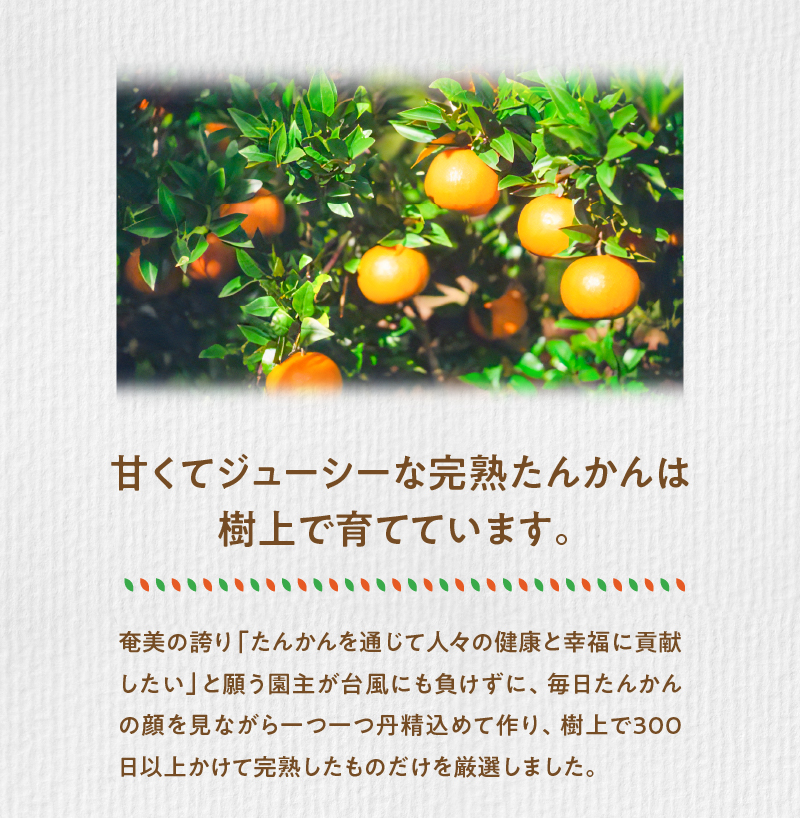 【10月1日価格改定（値上げ）予定】【先行予約】《児玉柑橘園》奄美完熟たんかん贈答用2kg〈秀品〉　A061-001