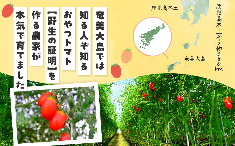 奄美産時計草（パッションフルーツ） 約1kg　A021-048-01
