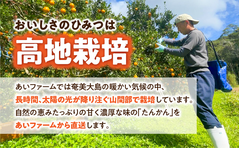 【2025年先行予約分】【高地栽培】産地直送☆甘～い奄美たんかん5kg　A054-001