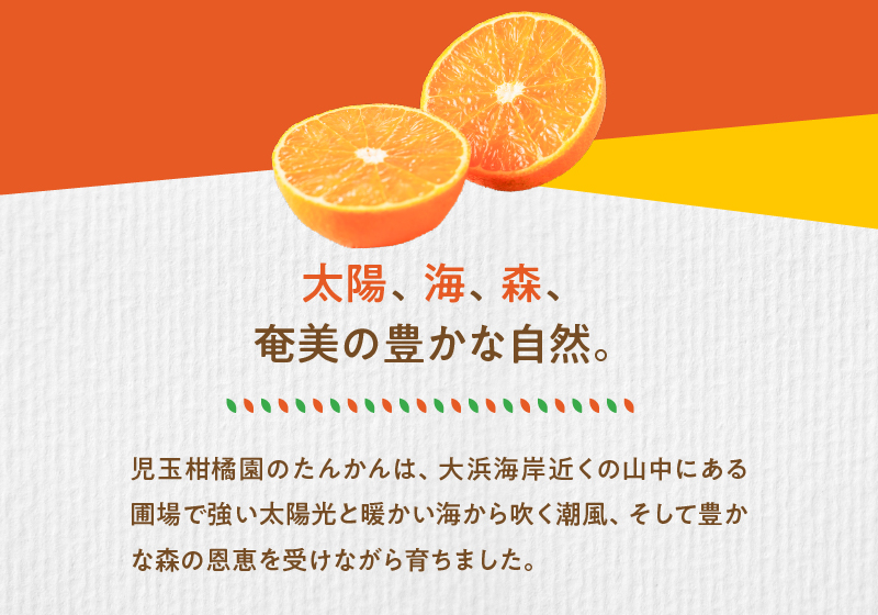 【10月1日価格改定（値上げ）予定】【先行予約】《児玉柑橘園》奄美完熟たんかん贈答用2kg〈秀品〉　A061-001