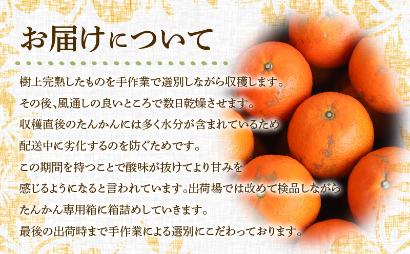 2026年産 奄美のたんかん サイズミックス2.5kg（皮むき器・観光情報誌付)　A052-025
