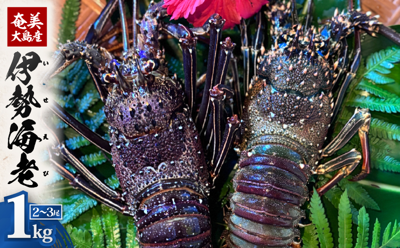 奄美大島産 伊勢海老 約1kg（2〜3尾）　A150-001