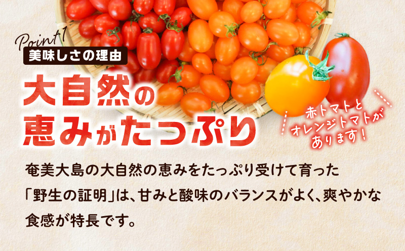 【2026年先行予約】＜化粧箱入/ギフト向け＞ 亜熱帯トマト「野生の証明」約1.5kg　A021-001