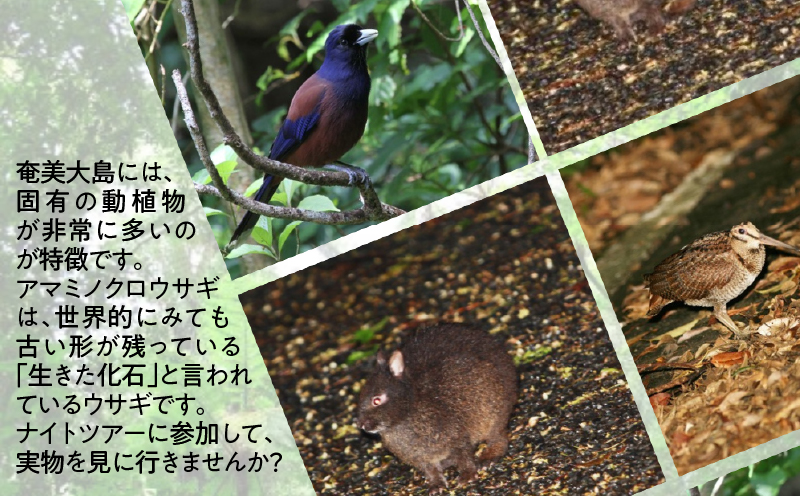 【直行チャーター便ツアーにも使える！】奄美市に泊まるふるさと納税旅行クーポン【9,000円分】　A184-003