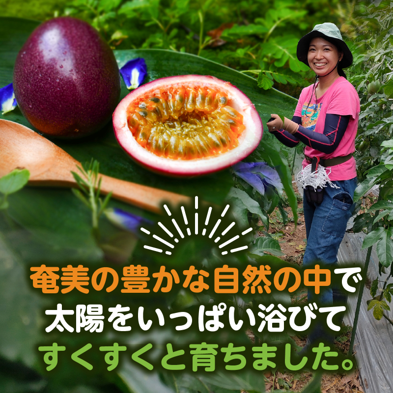 【2026年先行予約】奄美パッションフルーツ 1.3kg 家庭用（サイズ混合）（13個前後）　A135-002