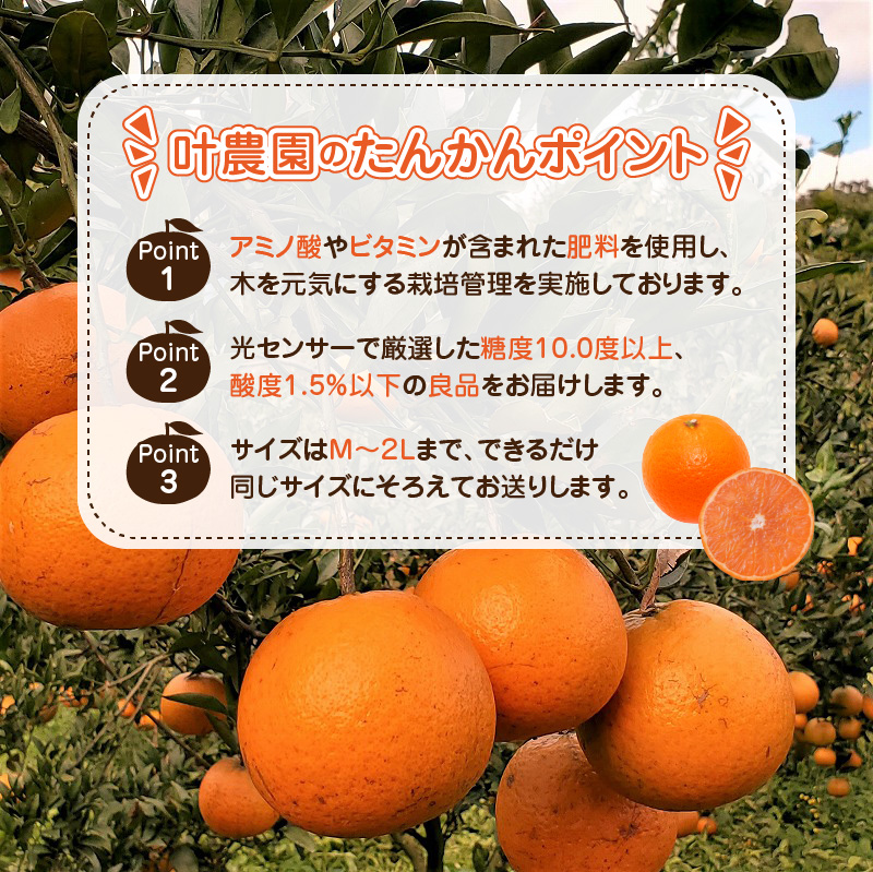 【2026年先行予約】奄美タンカン 優品 5kg（2L〜Mサイズ）　A074-002