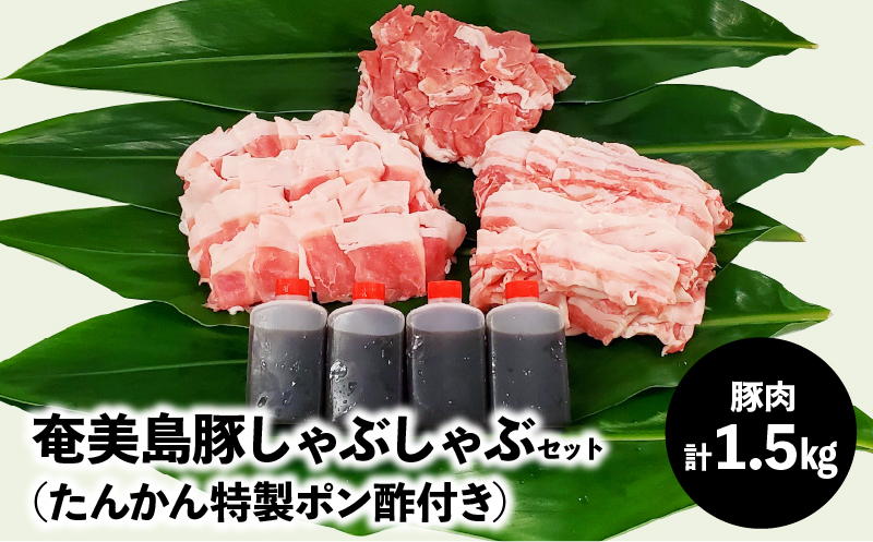 【奄美島豚】しゃぶしゃぶセット1.5kg（たんかん特製ポン酢付き） - 豚肉 セット 1.5kg 豚肉 豚バラ 豚肩ロース 豚もも肉 脂身に旨み ポン酢 しゃぶしゃぶ 奄美 島豚 黒豚 冬 鍋 セットたんかん 特製ポン酢