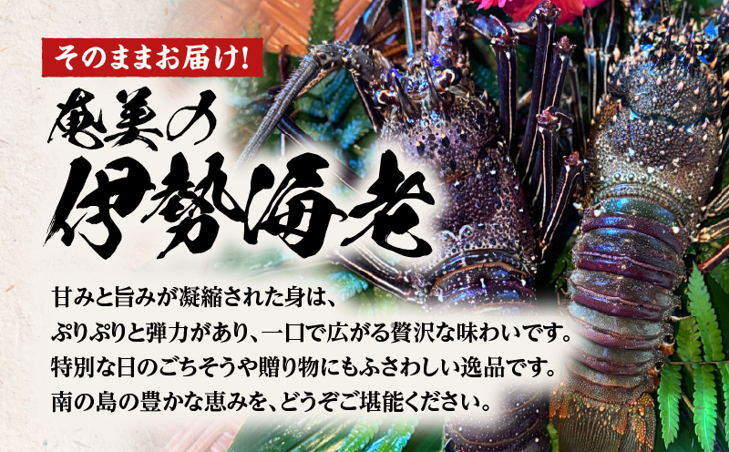 奄美大島産 伊勢海老 約1kg（2〜3尾）　A150-001