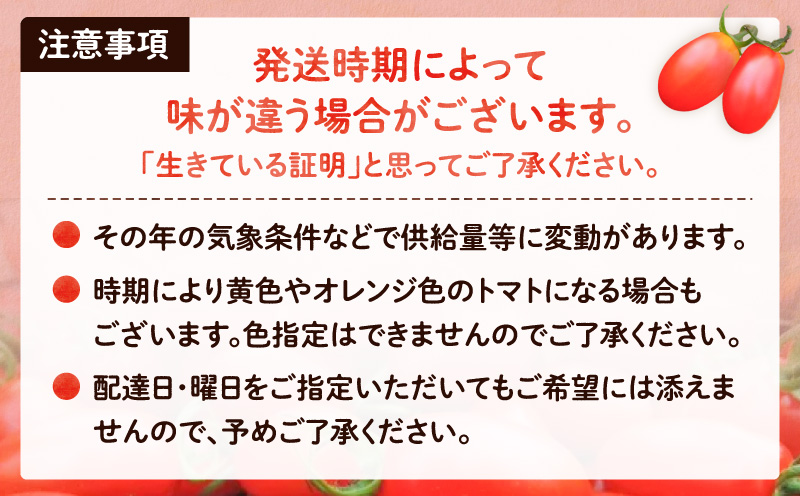 【2026年先行予約】亜熱帯トマト「野生の証明」約1.2kg（約400g×3P）　A021-002