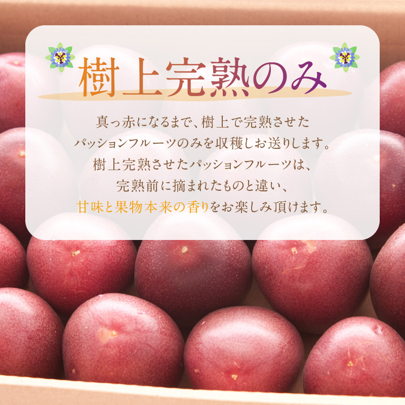 【10月1日価格改定（値上げ）予定】【2024年先行予約分】それいゆパッションフルーツ１ｋｇ - パッションフルーツ 8〜12玉 2024 先行予約 1kg 奄美産 農家直送 果物 ビタミン 葉酸 トロピカルフルーツ 南国フルーツ