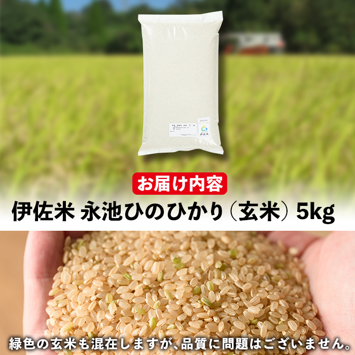 isa400 令和6年産 新米 特別栽培米 永池ひのひかり玄米(5kg) ふるさと納税 伊佐市 特産品 鹿児島 永池 お米 米 玄米 伊佐米 九州米サミット 食味コンテスト 最優秀賞受賞 ヒノヒカリ【エコファーム永池】