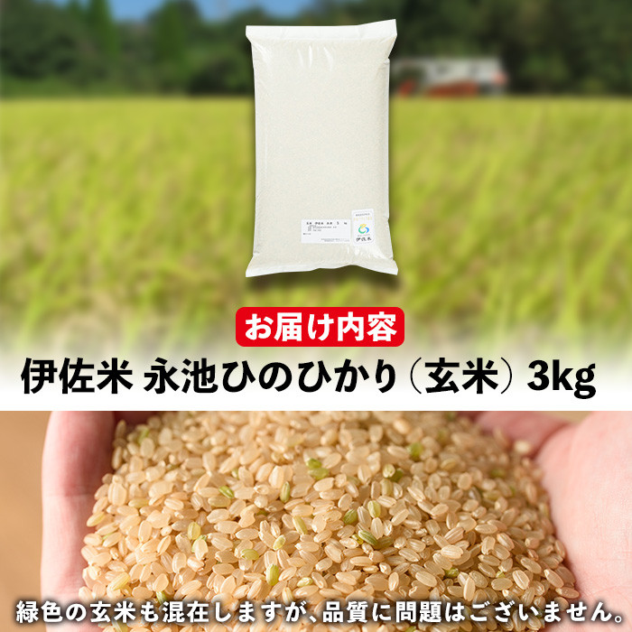 isa535 令和6年産 新米 特別栽培米 永池ひのひかり玄米(3kg) 鹿児島 永池 お米 米 玄米 伊佐米 九州米サミット 食味コンテスト 最優秀賞受賞 ヒノヒカリ【エコファーム永池】