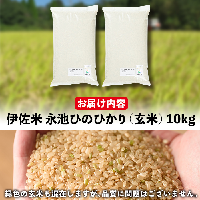 isa199 令和6年産 新米 特別栽培米 永池ひのひかり玄米(10kg) ふるさと納税 伊佐市 特産品 鹿児島 永池 お米 米 玄米 伊佐米 九州米サミット 食味コンテスト 最優秀賞受賞 ヒノヒカリ【エコファーム永池】