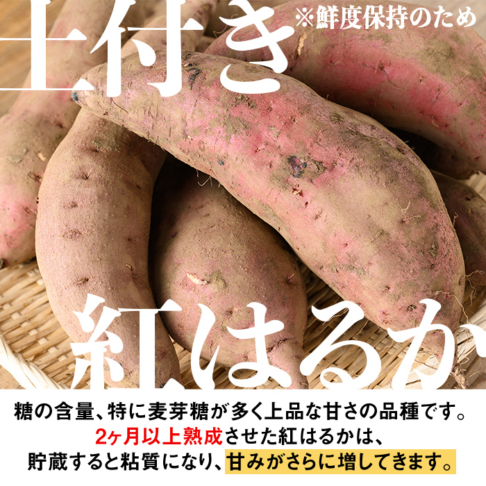 isa875 《訳あり》熟成紅はるか(約10kg・2L～3Lサイズ混合) 訳あり さつまいも 紅はるか 鹿児島 生芋 完熟 長期熟成 土付き べにはるか サツマイモ 焼き芋に 【いさ工房】