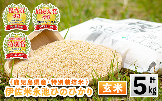 isa400 令和6年産 特別栽培米 永池ひのひかり玄米(5kg) ふるさと納税 伊佐市 特産品 鹿児島 永池 お米 米 玄米 伊佐米 九州米サミット 食味コンテスト 最優秀賞受賞 ヒノヒカリ【エコファーム永池】