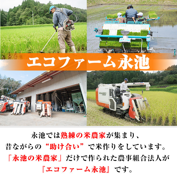 isa536 【定期便】令和6年産 新米 特別栽培米 永池ひのひかり玄米(計9kg・3kg×3ヶ月) 鹿児島 永池 お米 米 玄米 伊佐米 九州米サミット 食味コンテスト 最優秀賞受賞 ヒノヒカリ【エコファーム永池】