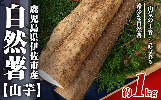 isa804 《期間・数量限定》鹿児島伊佐 自然薯(約1kg) 国産 鹿児島産 伊佐市 じねんじょ 山芋 とろろ 産地直送 冷蔵 【エコファーム永池】