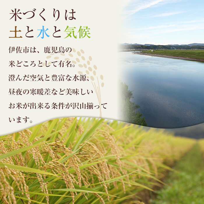 isa603 《数量限定・12回定期便》小北農場のお米 伊佐黄金米〈ヒノヒカリ〉(計60kg・5kg×1袋×12回) 鹿児島 伊佐 お米 特別栽培米 伊佐米 白米 ヒノヒカリ ひのひかり おにぎり ごはん 【小北農場】