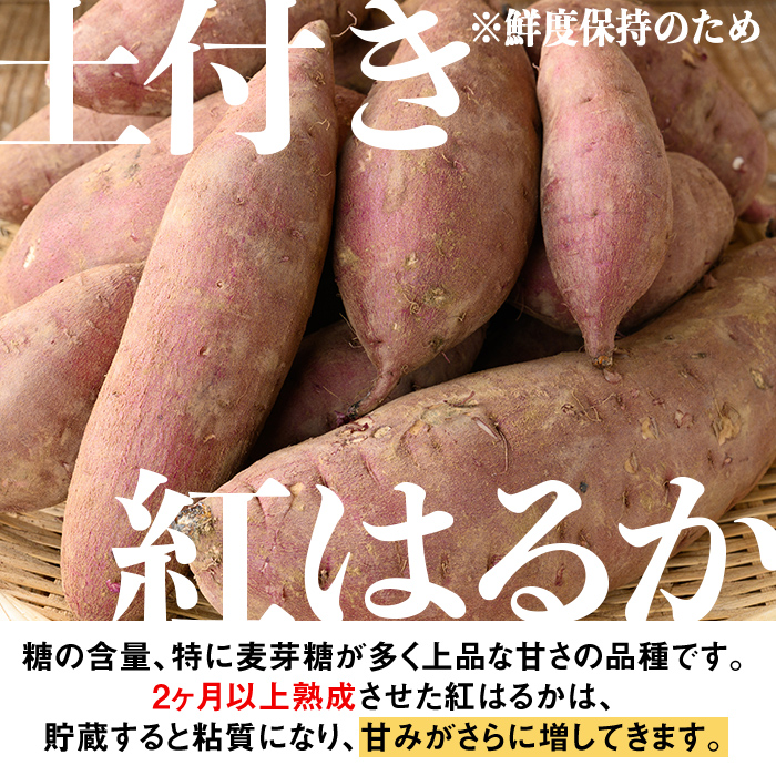 isa878 《訳あり》熟成紅はるか(約15kg・SS～LLサイズ混合) 訳あり さつまいも 紅はるか 鹿児島 生芋 完熟 長期熟成 土付き べにはるか サツマイモ 焼き芋に 【いさ工房】