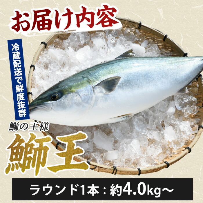【14日前後で順次発送】 テレビで紹介ぶりの王様「 鰤王 」 まるごと 1本 （約4kg〜） ラウンド 先行予約 産地直送 長島町 特産品 ブランド 鰤 冷蔵 ふるさと納税 ぶり 刺身 ぶりしゃぶ ぶり大根 海鮮丼【JFA】jfa-1260