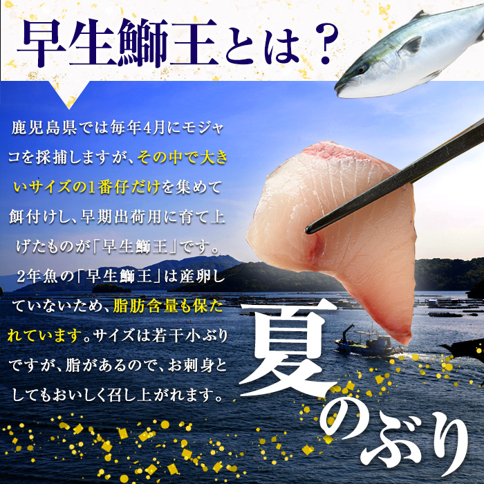 テレビで紹介されました！長島町特産「鰤王」早生鰤王ラウンド(約3.5kg・まるごと1本)【JFA】jfa-1227