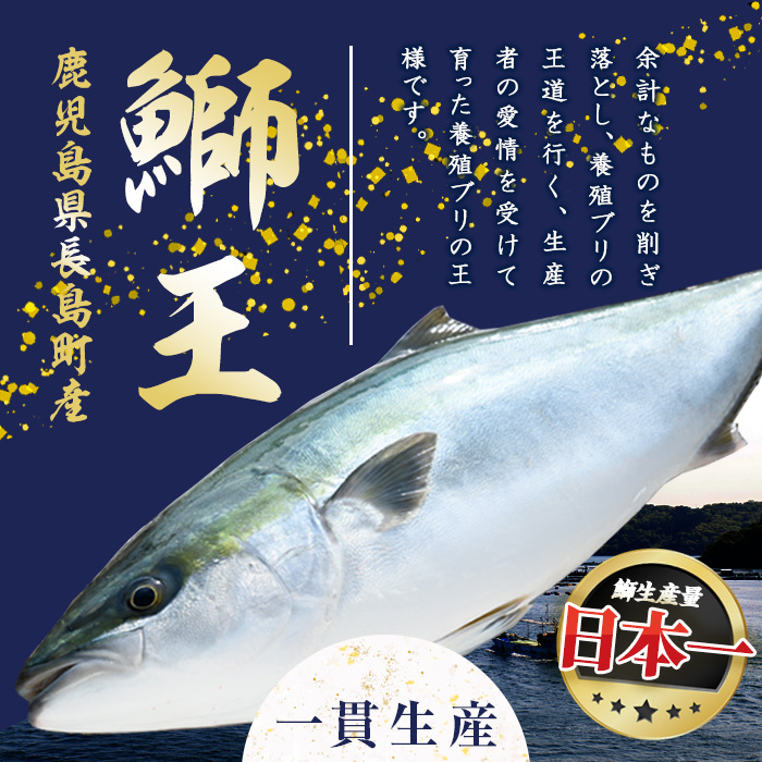 テレビで紹介されました！長島町特産「鰤王」早生鰤王ラウンド(約3.5kg・まるごと1本)【JFA】jfa-1227