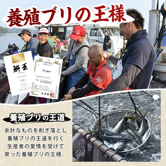 【14日前後で順次発送】【切って盛るだけ】『旅サラダ』で紹介ぶりの王様「 鰤王 」 ロイン 2節 (約0.8kg〜1.0kg) 半身 産地直送 新鮮 旨味が抜群の 長島町 特産品 ブランド ぶり 鰤 ブリ 切り身 真空 冷蔵 刺身 ぶりしゃぶ しゃぶしゃぶ 魚 魚介 人気 ランキング 【JFA】jfa-1484