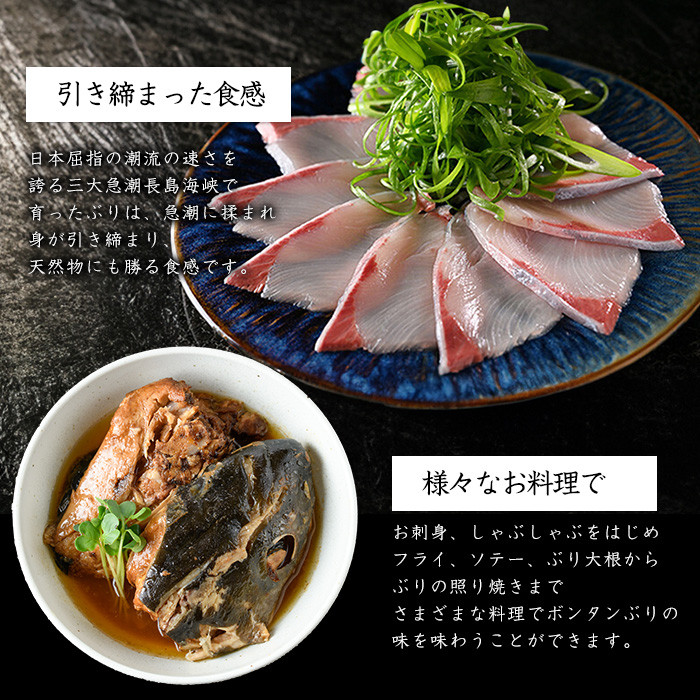 【12月28日出荷】ボンタンぶりまるごと一本(内臓処理済)  ぶり 柵 刺身 ブリ 切り身 鰤 1本 鮮魚 下処理済み 鮮魚 1匹 刺身 ぶりしゃぶ ぶりかま 【鶴長水産】turu-7314R8-12
