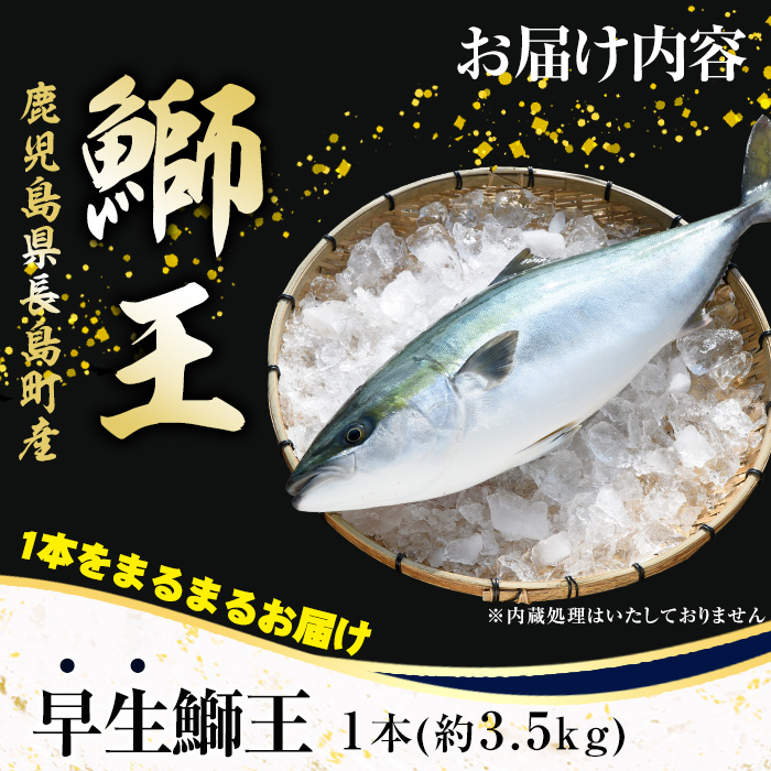 テレビで紹介されました！長島町特産「鰤王」早生鰤王ラウンド(約3.5kg・まるごと1本)【JFA】jfa-1227