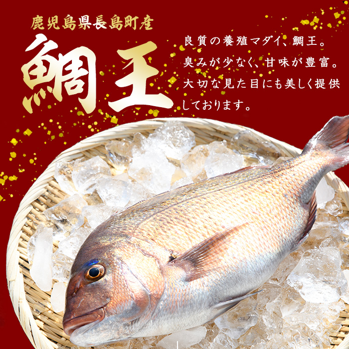 長島町特産「鯛王」 フィレ 半身 4枚入り カマ付 (約1.6kg) 産地直送 新鮮 旨味が抜群の 長島町 特産品 ブランド 刺身 鯛めし 鯛茶漬け 鯛しゃぶ 鯛刺身 鮮魚 冷蔵 【JFA】jfa-1356