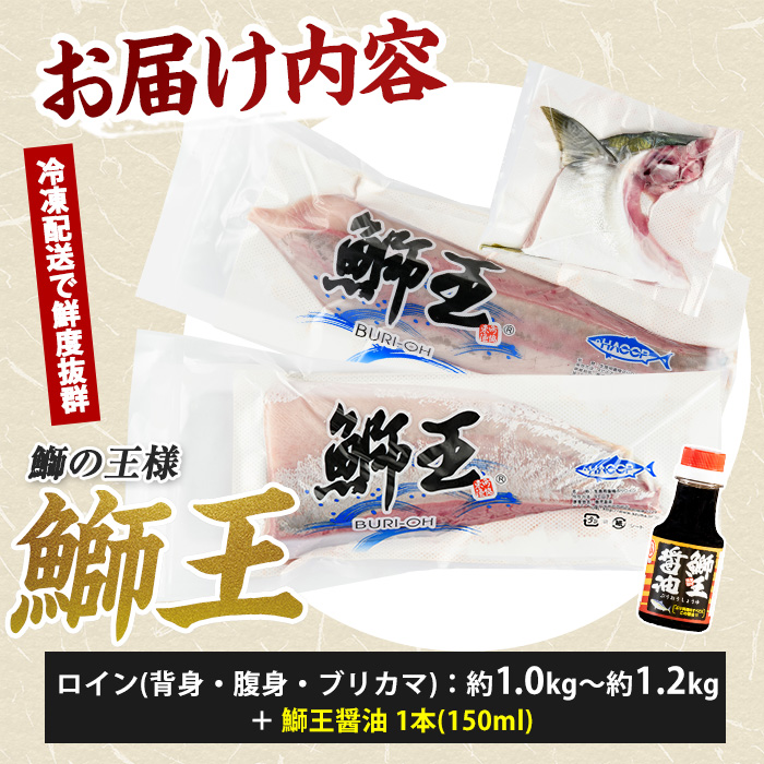 【冷凍】【10月以降順次発送】【切って盛るだけ】『旅サラダ』で紹介ぶりの王様「 鰤王 」 ロイン 2節 (約1.0kg～)【鰤王しょう油付】 半身 産地直送 新鮮 旨味が抜群の 長島町 特産品 ブランド ぶり 鰤 ブリ 切り身 真空 刺身 ぶりしゃぶ しゃぶしゃぶ 魚 魚介 人気 ランキング 【JFA】jfa-1678B