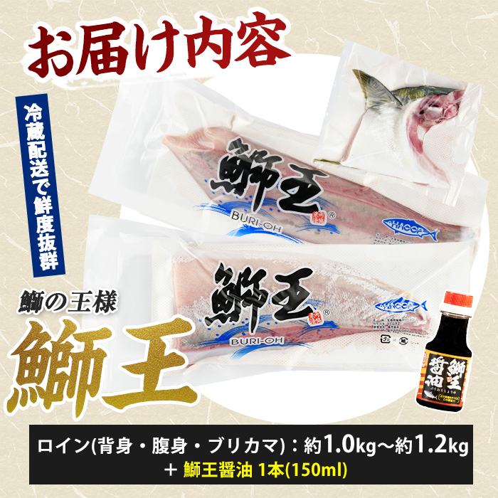 【冷蔵】【10月以降順次発送】【切って盛るだけ】『旅サラダ』で紹介ぶりの王様「 鰤王 」 ロイン 2節 (約1.0kg～)【鰤王しょう油付】 半身 産地直送 新鮮 旨味が抜群の 長島町 特産品 ブランド ぶり 鰤 ブリ 切り身 真空 冷蔵 刺身 ぶりしゃぶ しゃぶしゃぶ 魚 魚介 人気 ランキング 【JFA】jfa-1678A