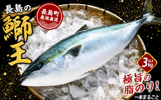 【10月以降順次発送】テレビで紹介ぶりの王様「 鰤王 」 まるごと 1本 ラウンド 先行予約 産地直送 長島町 特産品 ブランド 鰤 冷蔵 ふるさと納税 ぶり 刺身 ぶりしゃぶ ぶり大根 海鮮丼【JFA】jfa-7115