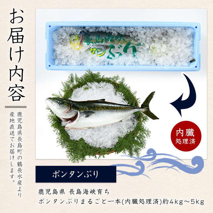 【12月28日出荷】ボンタンぶりまるごと一本(内臓処理済)  ぶり 柵 刺身 ブリ 切り身 鰤 1本 鮮魚 下処理済み 鮮魚 1匹 刺身 ぶりしゃぶ ぶりかま 【鶴長水産】turu-7314R8-12