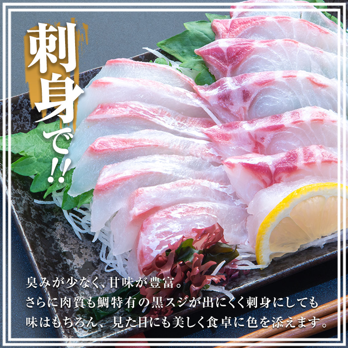 長島町特産「鯛王」(2匹・約2.4kg) 産地直送 新鮮 旨味が抜群の 長島町 特産品 ブランド 真鯛 をまるごと 一匹 楽しめる 刺身 鯛めし 鯛茶漬け 鯛しゃぶ 鯛刺身 鮮魚 冷蔵 【JFA】jfa-7144