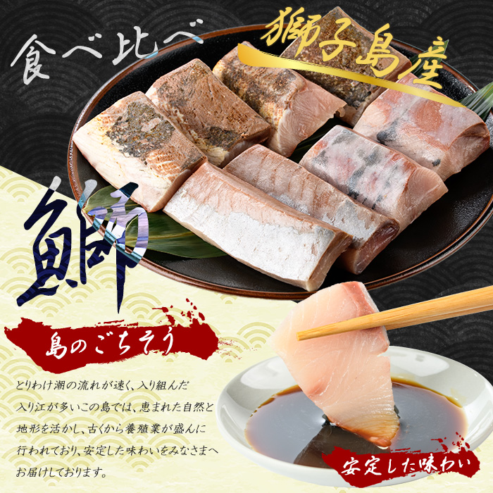 獅子島産 百年漁師の鰤 お刺身＆炙り刺身食べ比べ (各約150g×4パック) 計8P【島のごちそう】gochi-7046R8